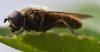 Cheilosia sp.